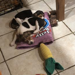 Beagle Puppies from Beech Grove Beagles