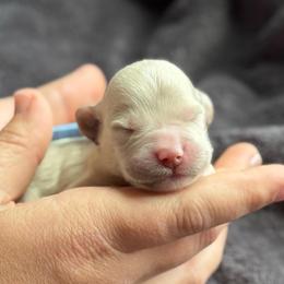 Boy 5 - Apricot male Goldendoodle puppy in Wharton, Texas from Little Fur Friends