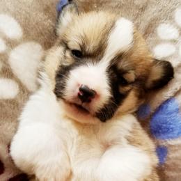 American Corgi and Pembroke Welsh Corgi Puppies from Whimsical Treasure Corgis