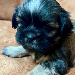 Josie - Sable female Shih Tzu puppy in Easley, South Carolina from Full of Shih Tzus