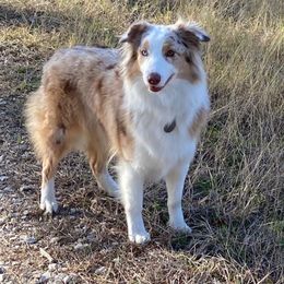 River - Australian Shepherd