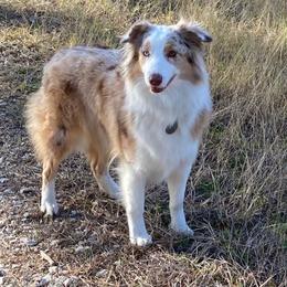 River - Australian Shepherd
