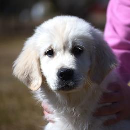 Barista - Light golden female Golden Retriever puppy in Hagerstown, Maryland from Pinewood Acres Goldens