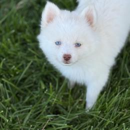 Blizzard - White male Pomsky puppy in Casa Grande, Arizona from Arizonas Pomsky Squad