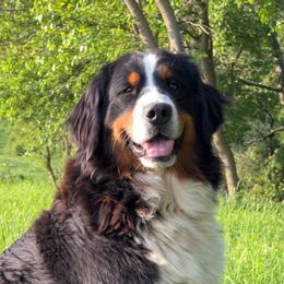Greta - Bernese Mountain Dog