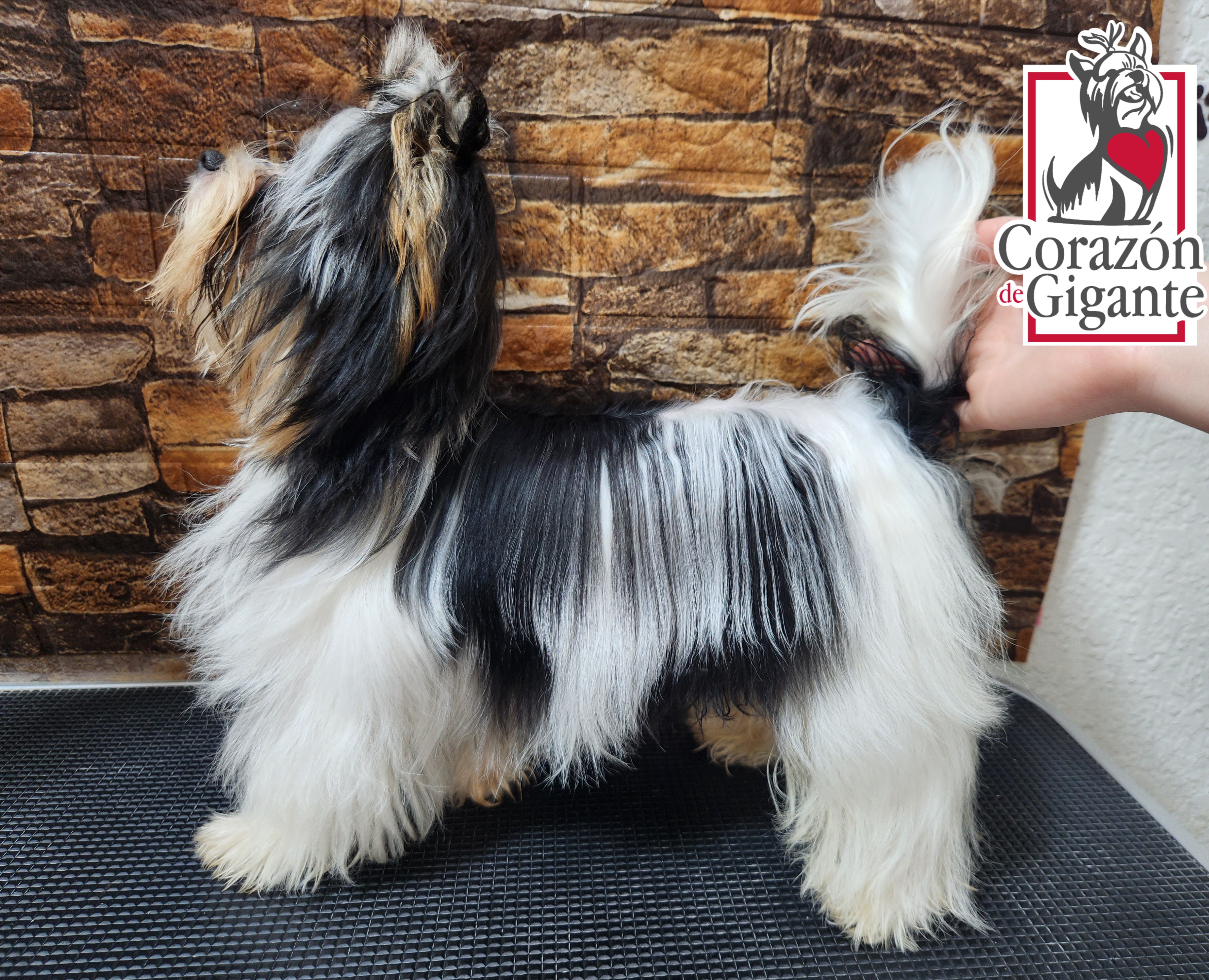 Biewer Terrier and Yorkshire Terrier Puppies from Corazón de gigante