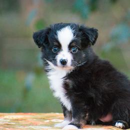 Smokey - Black tri male Miniature American Shepherd puppy in Chocowinity, North Carolina from Foxtail Hollow