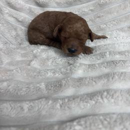 Oliver - Red  male Poodle puppy in Bakersfield, California from Underground kennels