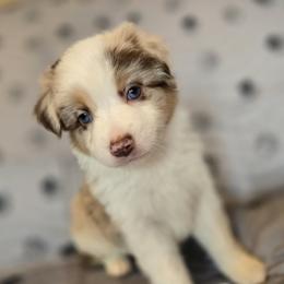 Ruby - Red merle female Miniature Australian Shepherd puppy in Claremont, North Carolina from Wee Aussies
