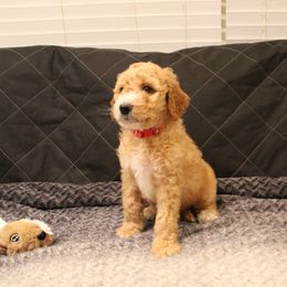 Goldendoodle Puppies from Cali Doodles