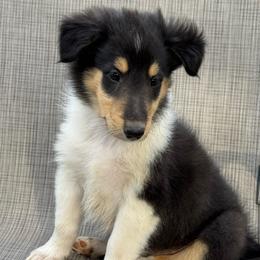 Boy 1 - Black white and tan male Collie puppy in Yukon, Oklahoma from ColliesOklahoma