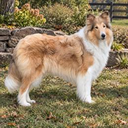 Annie - Collie
