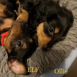 Dachshund Puppies from GretaLo Dachshunds