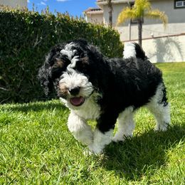 Lightning - Black and white Bernedoodle puppy in Yorba Linda, California from SoCal Doodles