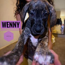 Wenny - Brindle female Great Dane puppy in Columbus, Ohio from Von Schaaf Haus DuPree