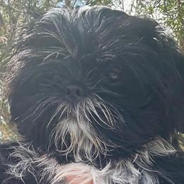 Kiki - Black and white female Shih Tzu puppy in Victorville, California from Precioustzus