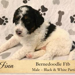 Finn - Black and white male Bernedoodle puppy in Huntsville, Alabama from Falcon Ridge Doodles