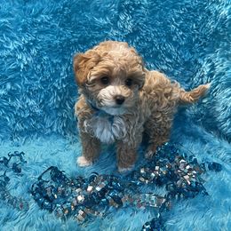 Cavapoo and Maltipoo Puppies from Knight Pups