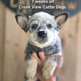 Girl 2 - Blue female Australian Cattle Dog puppy in Monroe, North Carolina from Creek View Cattle Dogs