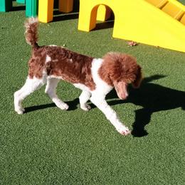 Poodle Puppies from Reeves Family Standard Poodles