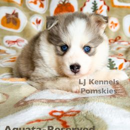 Aquata - Blue female Pomsky puppy in Centerville, Iowa from LJ Kennels Pomskies, LLC