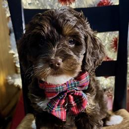 Chocolate Phantom Goldendoodle -Female - Phantom female Goldendoodle puppy in Midlothian, Virginia from RVA DOODLES, LLC