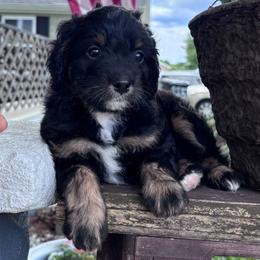 Vale - Tri-color female Bernedoodle puppy in Rising Sun, Indiana from Ruby Lane Doodles