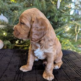 Rusty - Red and white male Cockapoo puppy in Strasburg, Pennsylvania from Dana's Domain Cockapoos