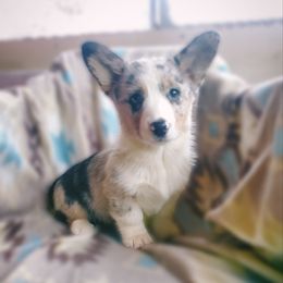 Girl 1 - American Corgi puppy from Bleu Bayou Corgis