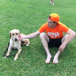 Labrador Retrievers from Midnight Ridge Retrievers LLC