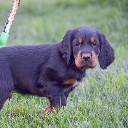 Boy 2 - Black and tan male Gordon Setter puppy in Gordonville, Pennsylvania from Blue Ribbon Setters