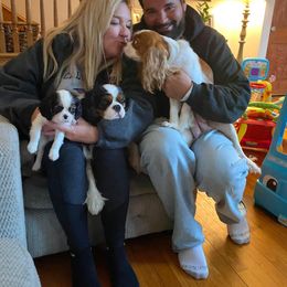 Cavalier King Charles Spaniel Puppies from CK Cavaliers