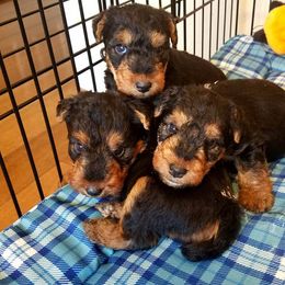 Boy 3 - Black and tan male Welsh Terrier puppy in Yorktown, Virginia from Dragon Shield Terriers
