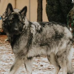 Shiloh Shepherds from Edelweiss Shiloh Shepherds