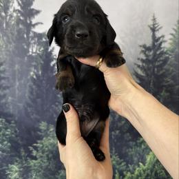 Orange Boy - Black and tan male Dachshund puppy in Medina County, Ohio from Wilderness Weenies