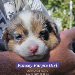 American Corgi Puppies from Porter Creek Corgis