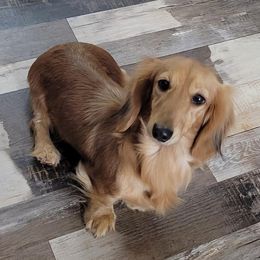 Buffy - Dachshund