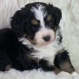 Bernedoodle and Goldendoodle Puppies from TurkeyCreek Doodles