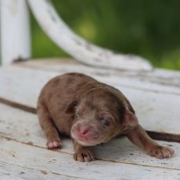 Betsy - Merle female Whoodle puppy in West Bend, Iowa from Blue Skies Terriers