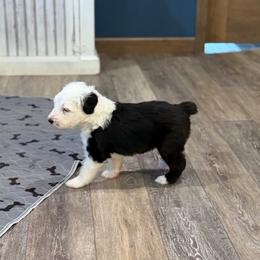 Nova - Gray and white male Old English Sheepdog puppy in Carthage, Illinois from Rainbow Acres Old English Sheepdogs