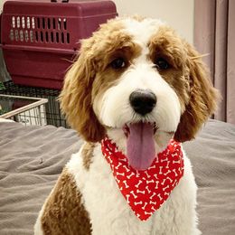 Cavapoo and Goldendoodle All Grown Up from Dot & Dash Doodles