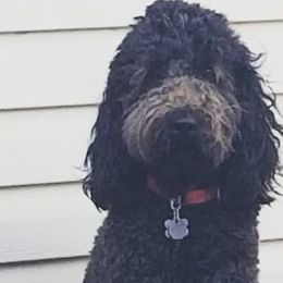 Lizzie - Goldendoodle