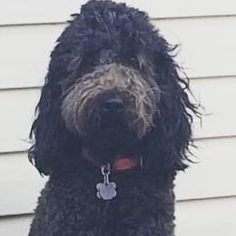Lizzie - Goldendoodle
