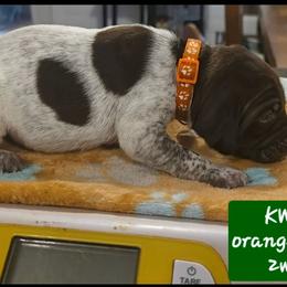Orange boy - Liver roan male German Shorthaired Pointer puppy in Dahlonega, Georgia from Pointer Mountain Bird Dogs