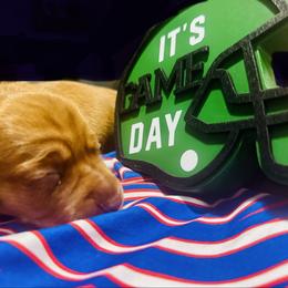 Tellulah - Red female Dachshund puppy in Buffalo, New York from Flanagan’s Pride of Scotland