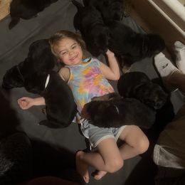 German Shepherd Puppies from McGarry German Shepherds