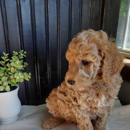 Goldendoodle and Yorkshire Terrier Puppies from Rowan's Rascals