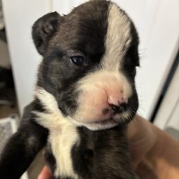 Ditty - Brindle female Boxer puppy in Arkansas from Esquivel Boxers