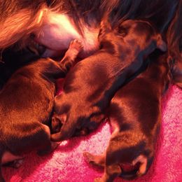 Cavalier King Charles Spaniel Puppies from Malikim Cavaliers