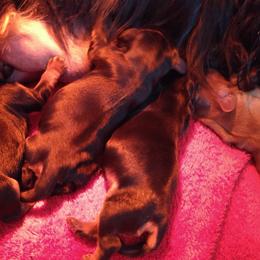 Cavalier King Charles Spaniel Puppies from Malikim Cavaliers